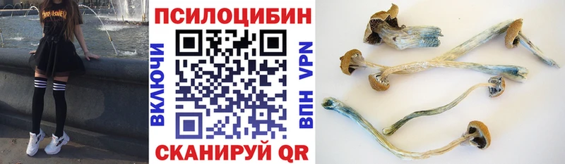 Купить  Дальнегорск  Псилоцибиновые грибы Psilocybe 